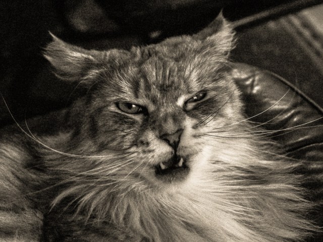 Lucy-Edit-2-Edit